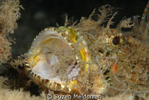 Scorpionfish oepn wide by Suzan Meldonian 